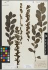 Foto von Salix myrsinifolia Salisb.